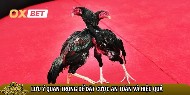 Một số lưu ý quan trọng để đặt cược an toàn và hiệu quả