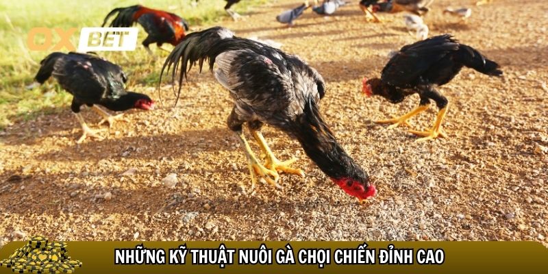 Những kỹ thuật nuôi gà chọi chiến đỉnh cao